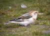 Snow Bunting at Shoebury Coastguards (Steve Arlow) (64463 bytes)